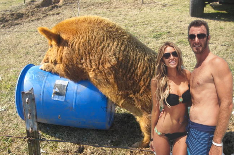DJ and Paulina Gretzky and a giant pig humping a barrel