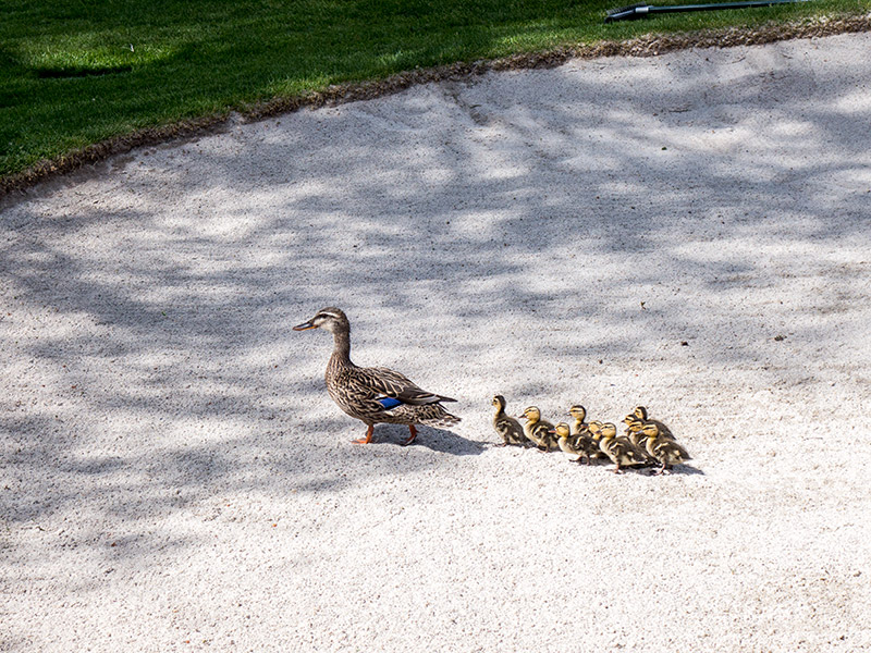 mother and baby ducks